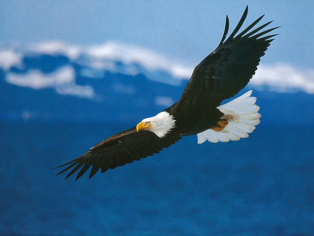 American_Bald_Eagle_in_Flight